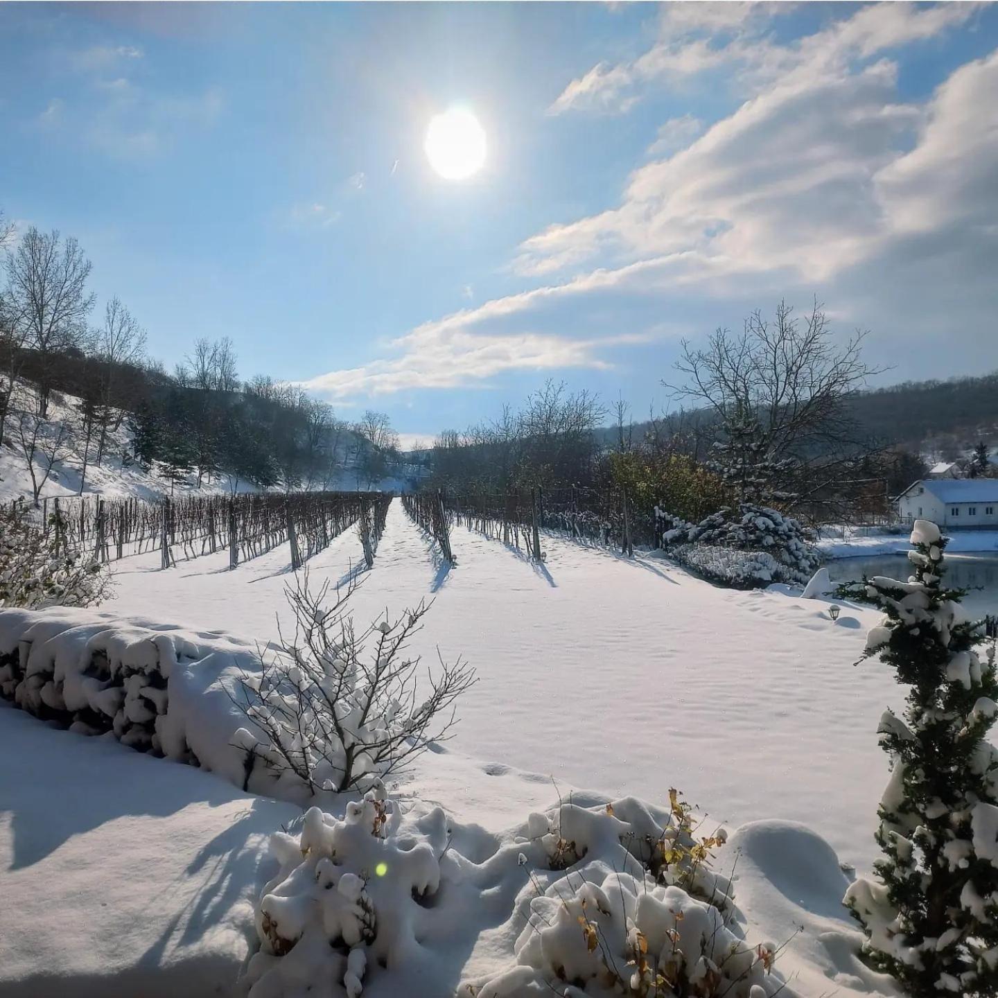 Penzion Ve Vinohrade Němčičky Exterior foto