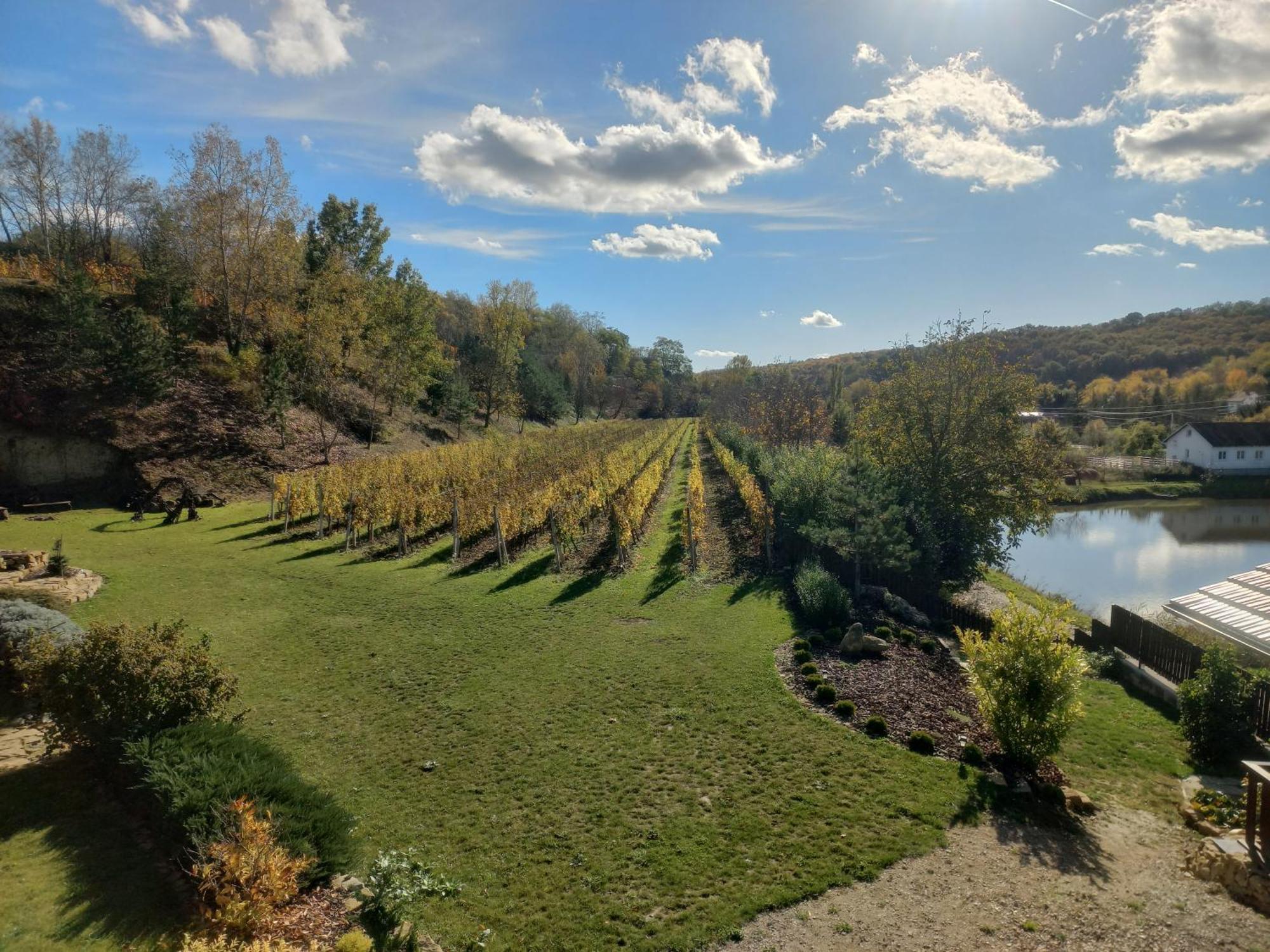 Penzion Ve Vinohrade Němčičky Exterior foto