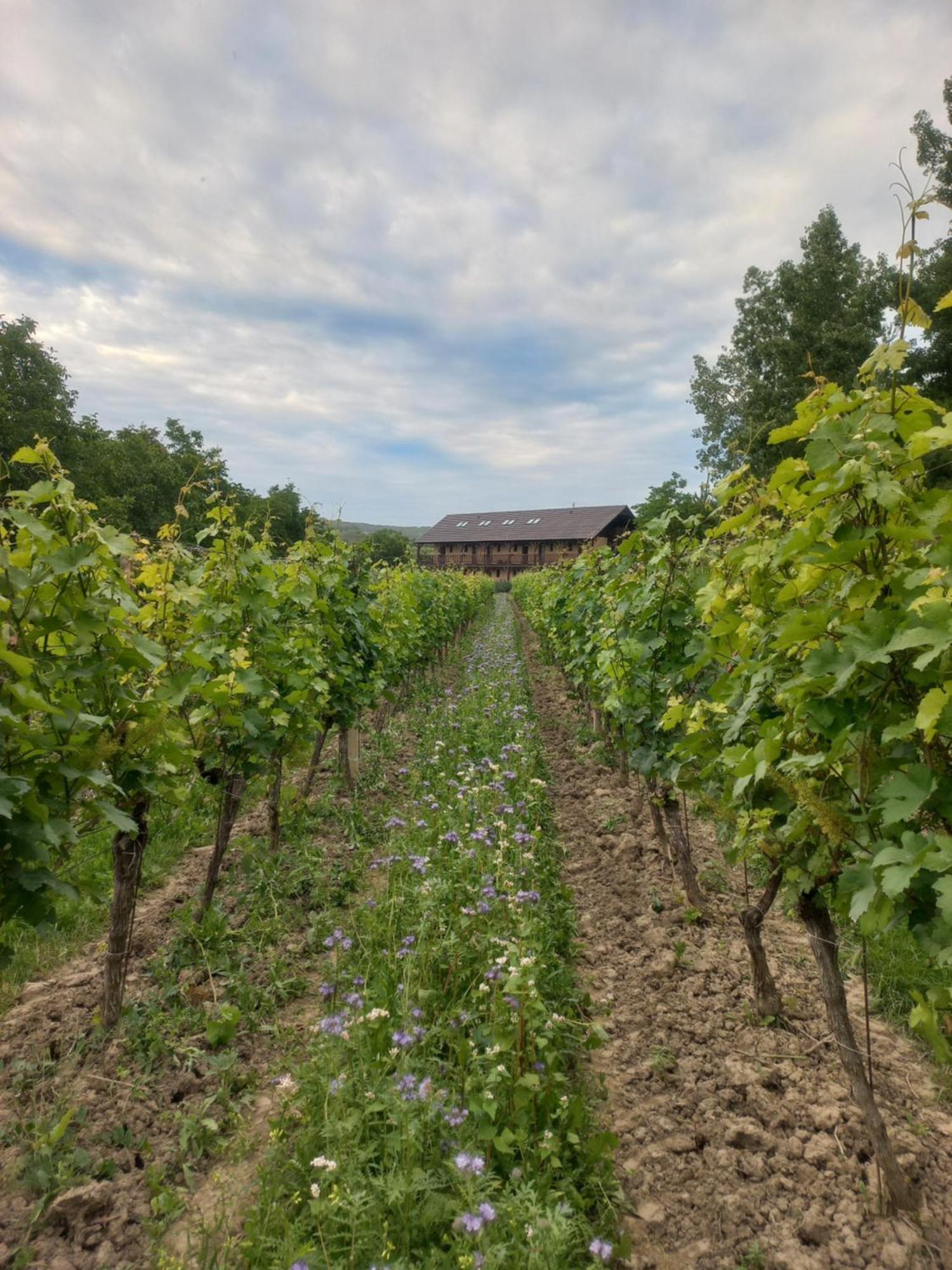 Penzion Ve Vinohrade Němčičky Exterior foto